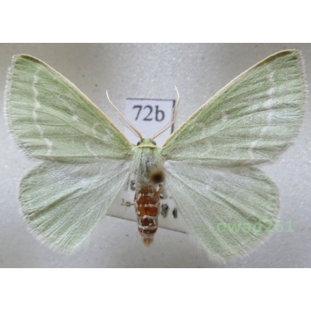 Thetidia smaragdaria (Fabricius, 1787) Czech72b